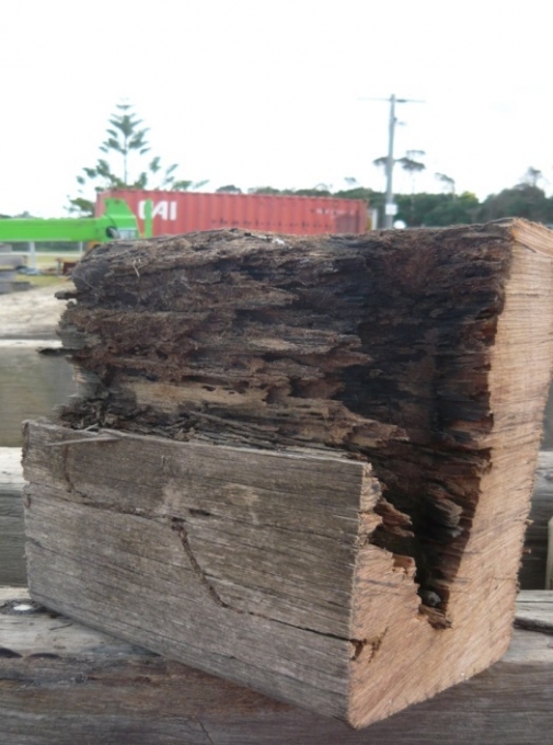 Long Jetty - Termite Activity