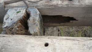 Long Jetty - Termite Activity Two